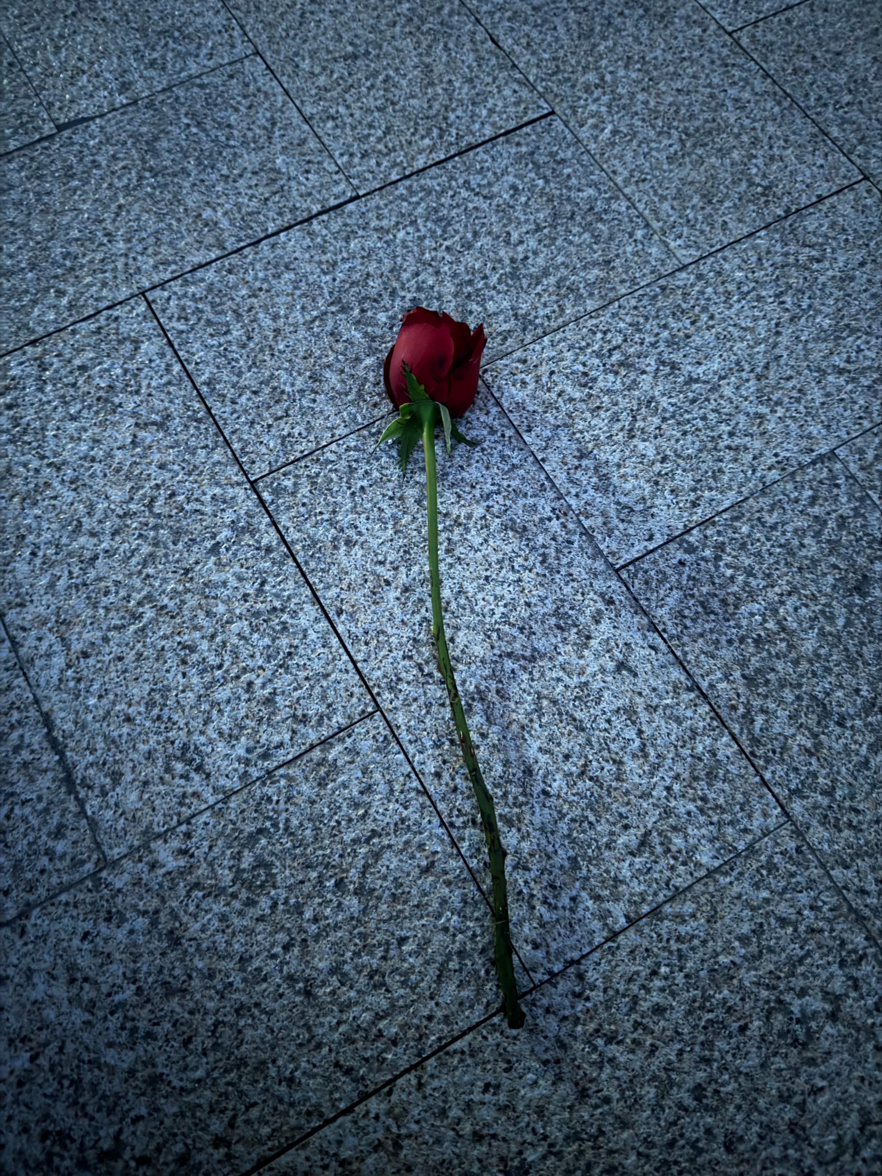 《凋零玫瑰》